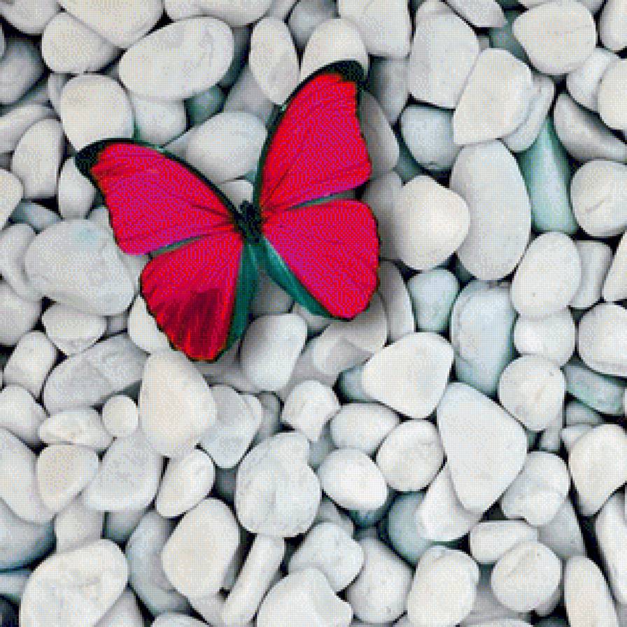 butterfly - butterfly - предпросмотр
