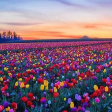 Оригинал схемы вышивки «netherland» (№1232877)