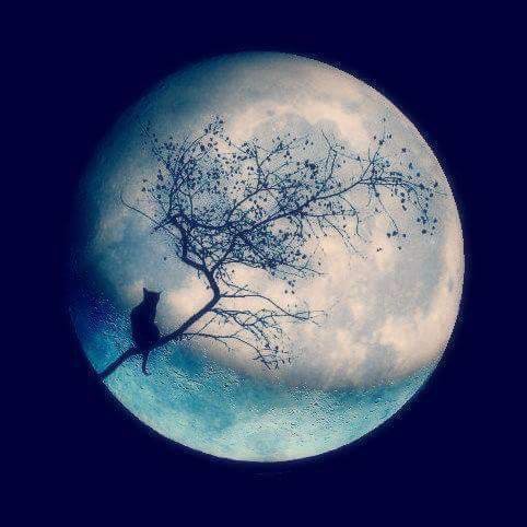 cat moon - cat moon - оригинал