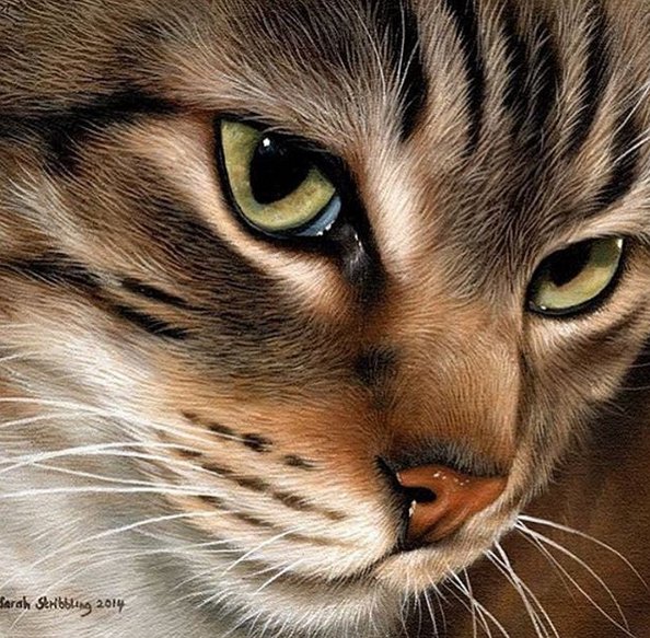 №1232962 - cat - оригинал