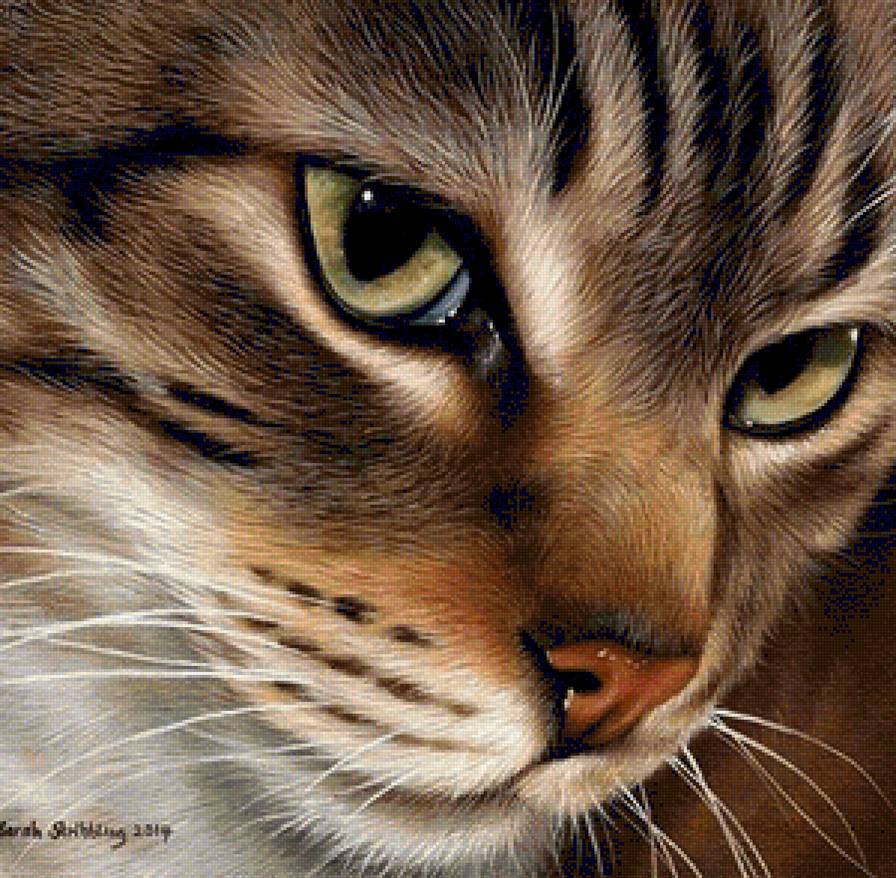 №1232962 - cat - предпросмотр