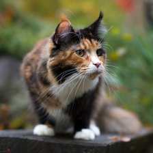 Схема вышивки «tricolor»