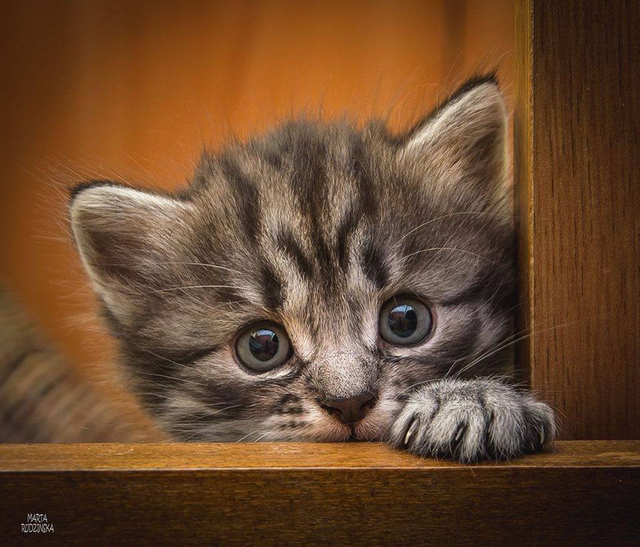 little kitty - little kitty - оригинал