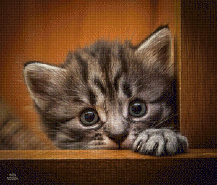 little kitty - little kitty - предпросмотр