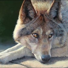 Схема вышивки «Czechoslovakian wolfdog»