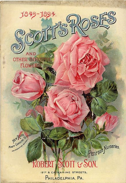 scott's roses - scott's roses - оригинал