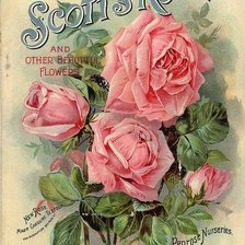 Схема вышивки «scott's roses»
