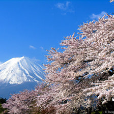 Схема вышивки «cherry blossom»