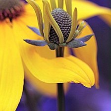 Схема вышивки «rudbeckia»