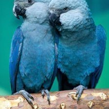Схема вышивки «blue parrots»