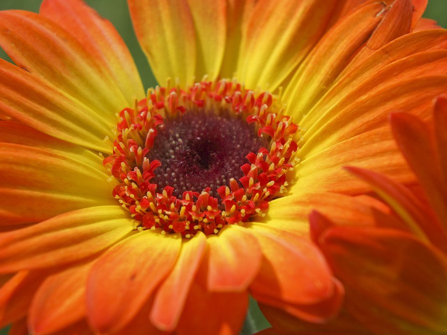 gerbera - gerbera - оригинал