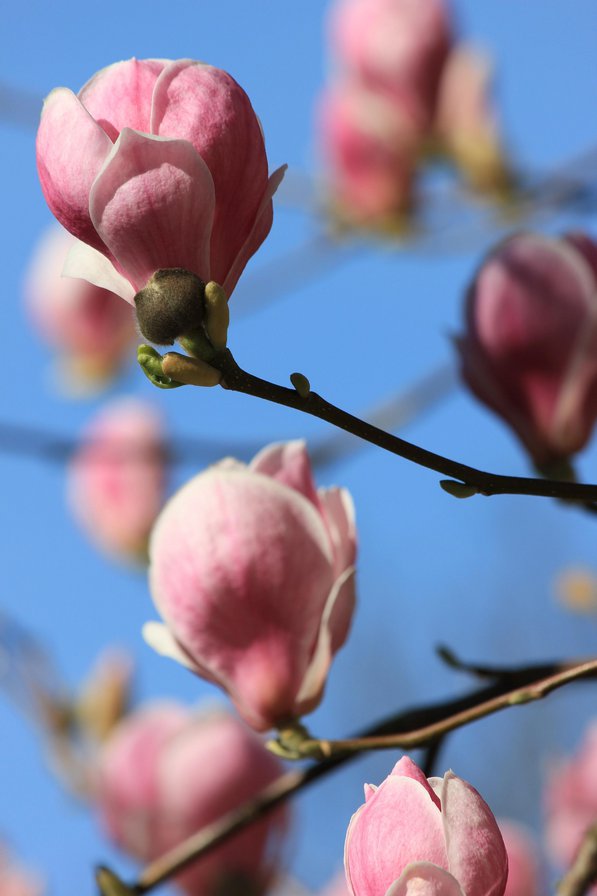 magnolia - magnolia - оригинал