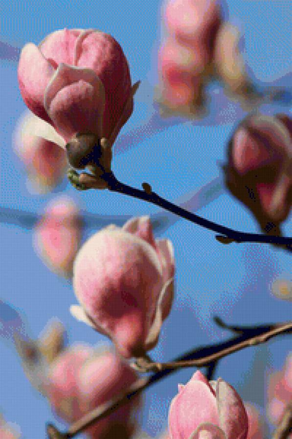 magnolia - magnolia - предпросмотр