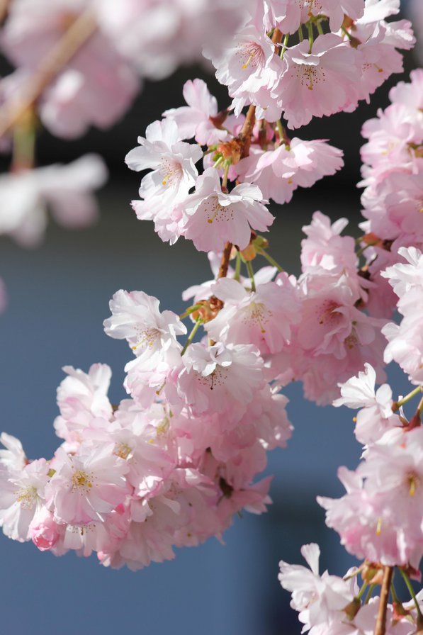 cherry blossom - cherry blossom - оригинал