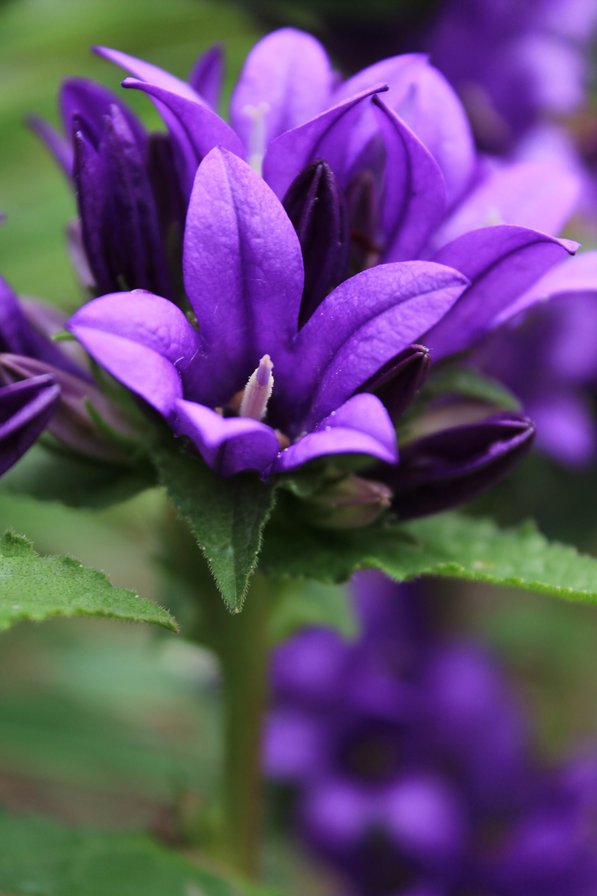 violets - violets - оригинал