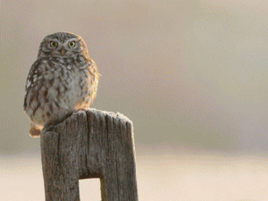 Owl - owl - предпросмотр