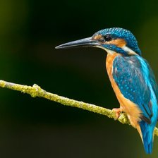 Схема вышивки «kingfisher»