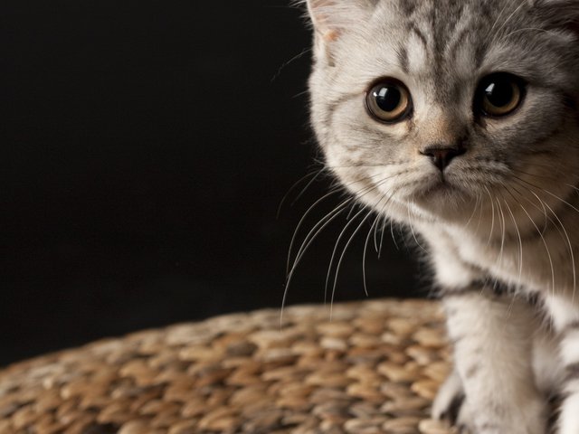 grey cat - grey cat - оригинал