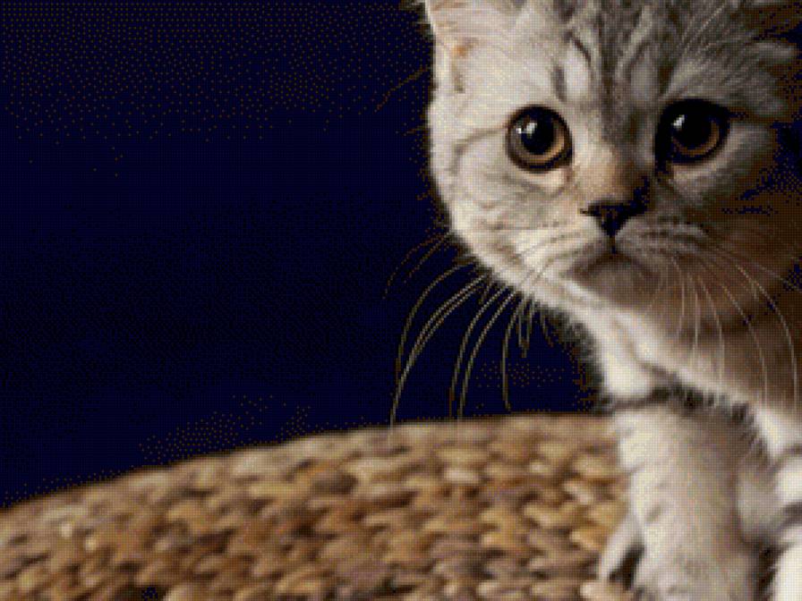 grey cat - grey cat - предпросмотр