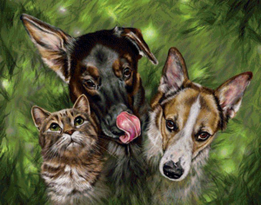 Троица - собаки, коты, животные, кот - предпросмотр