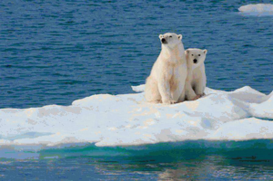 polar bears - polar bears - предпросмотр