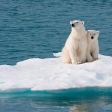 polar bears