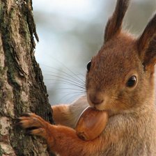 Схема вышивки «squirell»