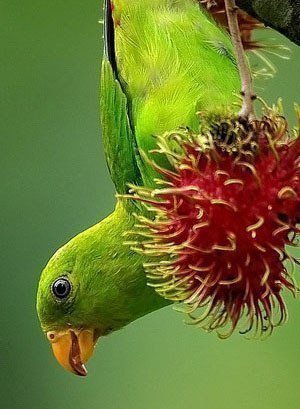 green parrot - green parrot - оригинал