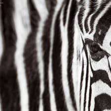 zebra