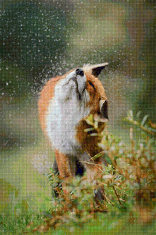 fox - fox - предпросмотр
