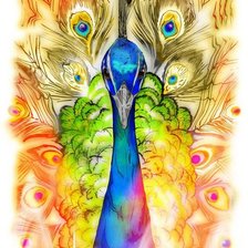 peacock