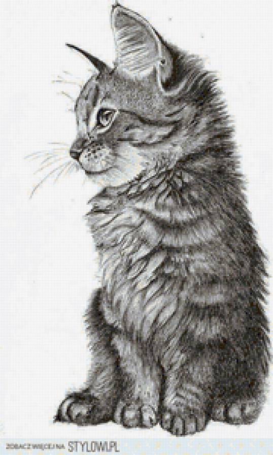 cat black and white - cat black and white - предпросмотр