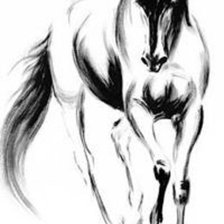 horse black and white