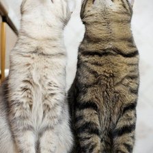 Схема вышивки «two cats»