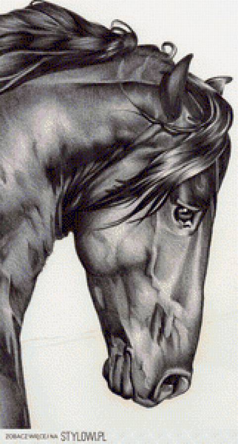 horse - horse - предпросмотр