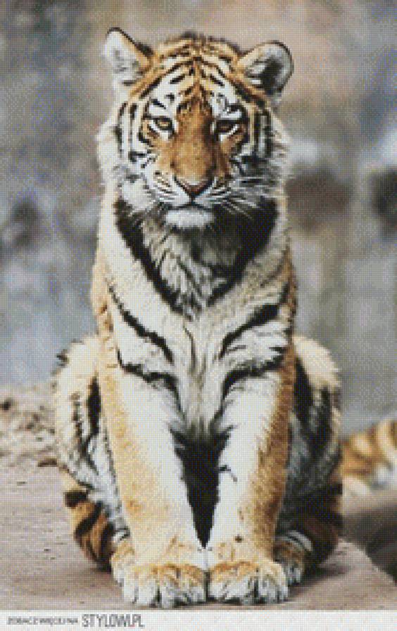 tiger - tiger - предпросмотр