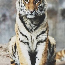 tiger