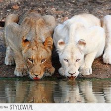 Схема вышивки «two lions»