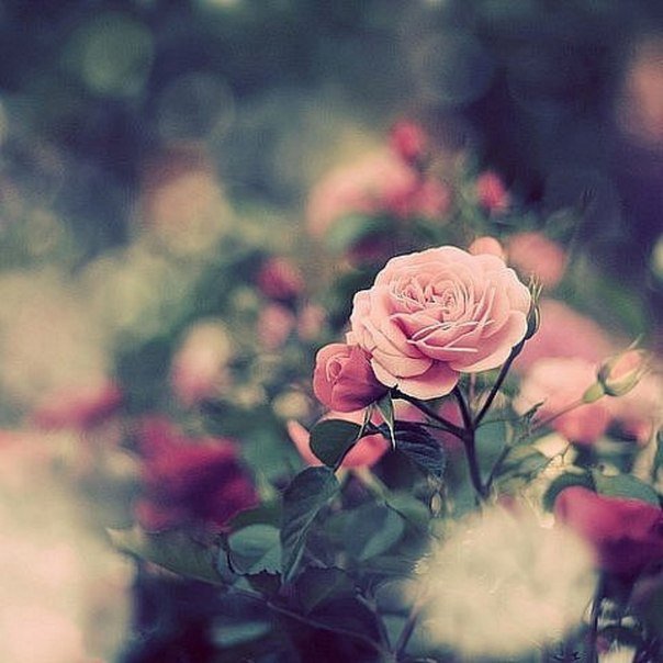 pink roses - pink roses - оригинал