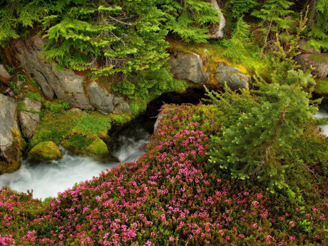 ручиек в лесу - оригинал