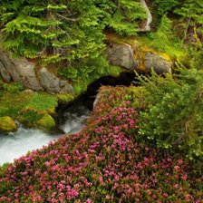 ручиек в лесу