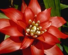 КРАСНЫЙ ЦВЕТОК