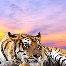 Схема вышивки «тигра»