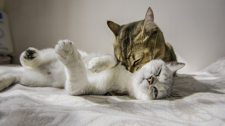 парочка - оригинал