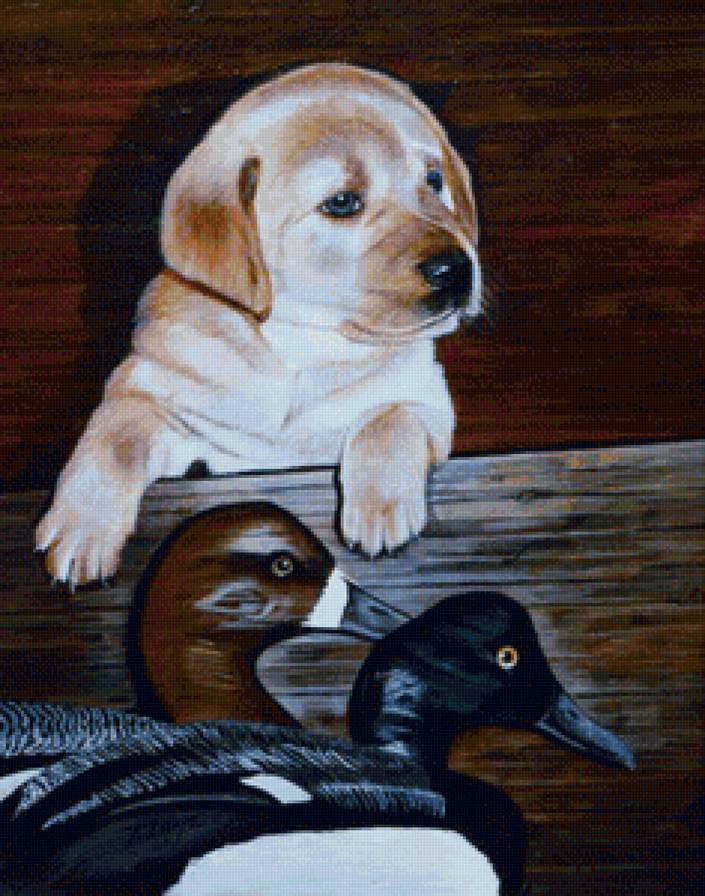 Домашние любимцы - домашние любимцы - предпросмотр