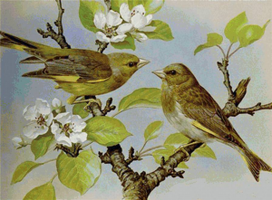 птички певчие - предпросмотр