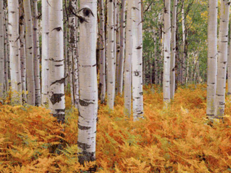 Берёзы - лес, папоротник, березняк, березы - предпросмотр