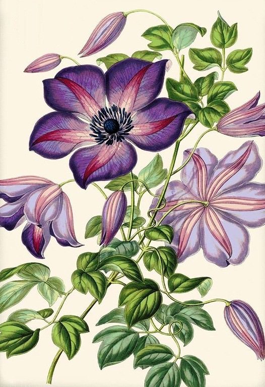 Клематис - цветы - оригинал