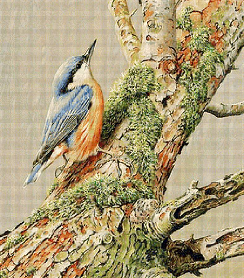 170 - пернатые - предпросмотр