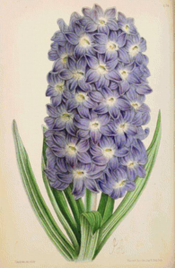 №1235999 - предпросмотр